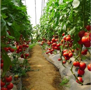 大棚番茄种植技术 冬季大棚番茄空心的预防