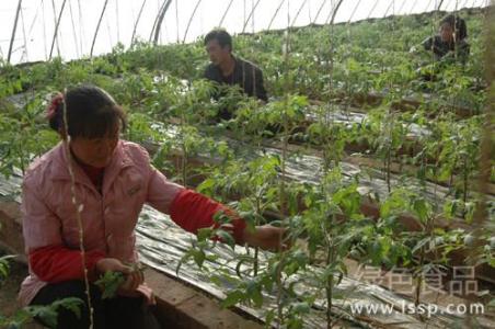 小番茄怎样整枝 番茄栽培中怎样进行整枝