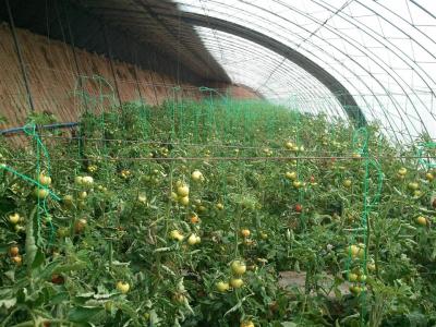 越冬西红柿种植视频 温室西红柿越冬生产的新措施
