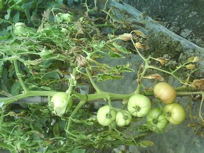 二氧化氯防治烂根 番茄烂根病的原因与防治