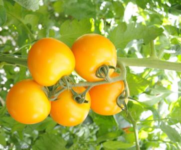 番茄脐腐病防治 番茄脐腐病如何防治