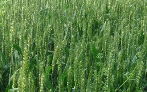 小麦抗逆减灾关键技术 提高小麦品质关键技术