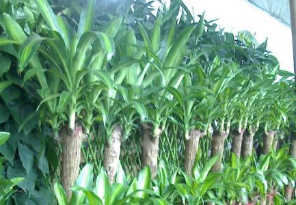 巴西木的养殖养护方法 巴西木的养殖方法