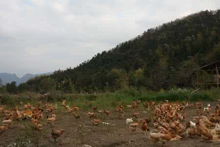 生态土鸡养殖基地 土鸡的生态养殖效益高
