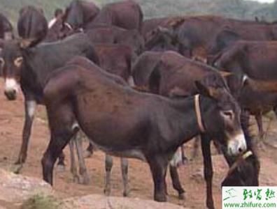 肉驴育肥饲料 肉驴的冬季育肥