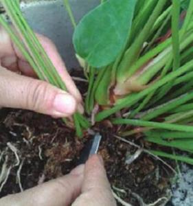 红掌插叶繁殖方法图片 红掌的繁殖方法