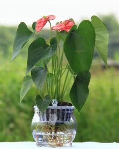 红掌土养殖方法 水培红掌的养殖方法
