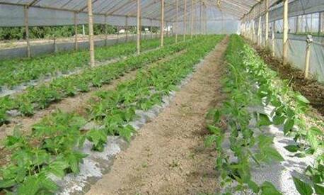 什么蔬菜不用化肥农药 大棚蔬菜施化肥防误区