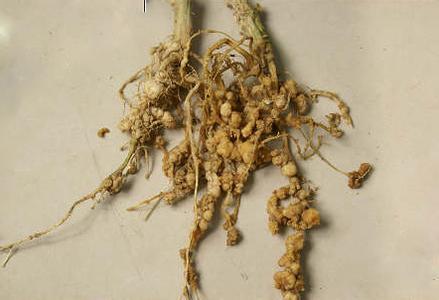 黄瓜根结线虫防治 黄瓜根结线虫病的发生和防治