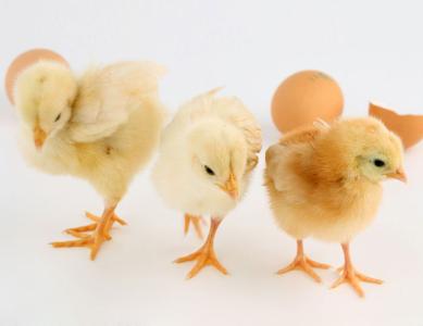 春季雏鸡饲养十关键 春季提高雏鸡成活率的措施