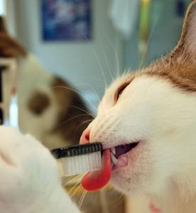 猫咪多大开始刷牙 怎么给猫咪刷牙