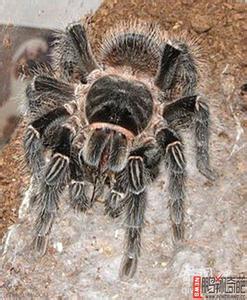 世界上最重的人2000斤 世界最重的蜘蛛