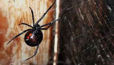 世界上最毒的蜘蛛图片 世界上最毒的蜘蛛叫什么