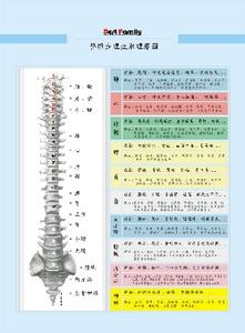 强直性脊柱炎的病理 脊柱的病理反应