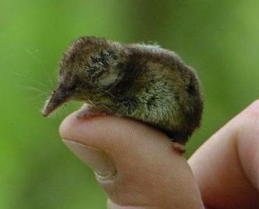 繁殖最快的哺乳动物 最小的哺乳动物