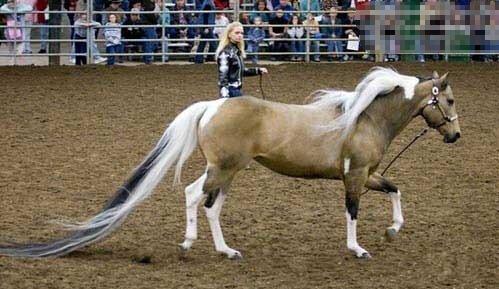 世界上最好看的马 世界上尾巴最长的马