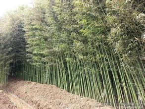 世界最大的竹子 世界上最高的竹子