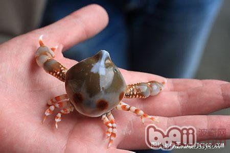 世界上最稀奇的动物 世界上最为稀奇的螃蟹