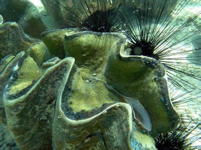 世界上最大的贝壳 世界上最大的双壳贝