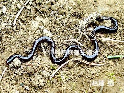世界上最小的毒蛇 世界上最小的蛇