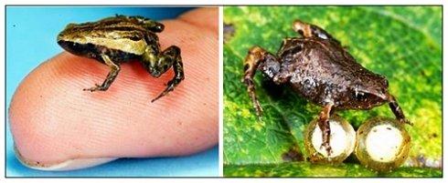 中国最小的青蛙 世界上最小的蛙