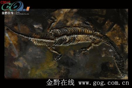 最大的恐龙化石 中国最大的幻龙吞噬幻龙化石