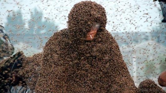 百万只蜜蜂蛰身：高丙国打破吉尼斯世界纪录