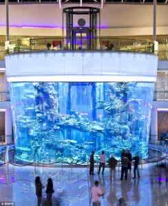 世界上最大的鱼缸 世界上最大的水族箱