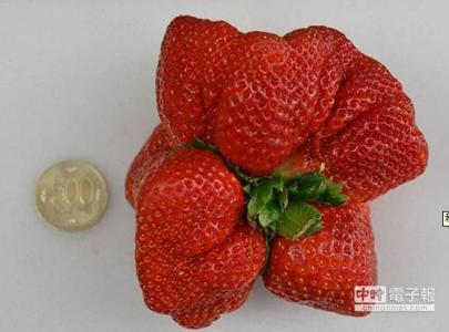 世界上最大的草莓 世界上最重的草莓