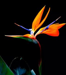天涯莲蓬鬼话最出名的 世界最出名的莲中之花