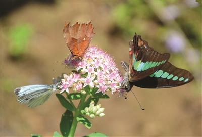 蝴蝶是昆虫吗 世界最为艳丽的昆虫-蝴蝶