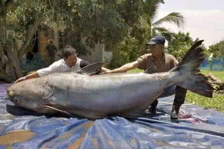 世界上最大的鲶鱼多大 世界上最大的鲶鱼