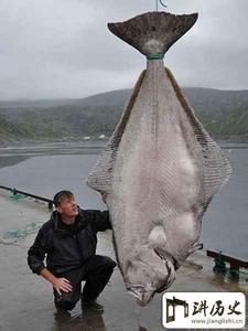 真正的比目鱼 世界上最大的比目鱼