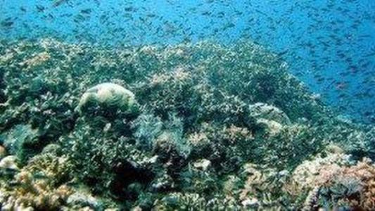 世界上最大的珊瑚礁 世界上最大的珊瑚礁群在哪里