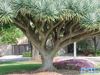 世界上最长寿的树：龙血树