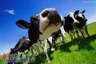高产奶牛 高产奶牛的综合管理全套技术