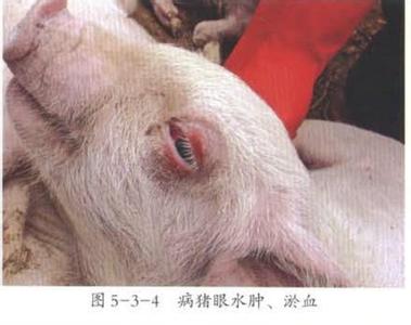 猪水肿病的症状 猪水肿病的临床症状