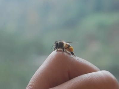 蜜蜂的资料 不小心被蜜蜂蛰了怎么办