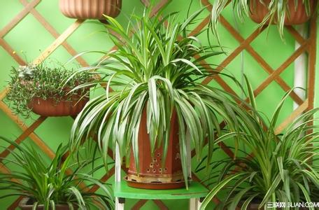 室内摆放的绿色植物 室内常宜摆放的绿色植物
