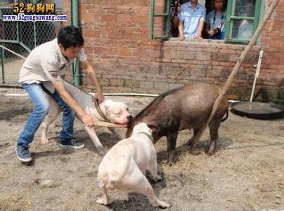 杜高犬怎样训练 对杜高犬警戒能力的训练