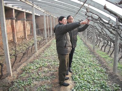 葡萄修剪技术图解 葡萄修剪技术要点