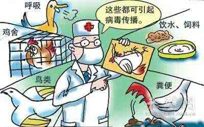 h7n9禽流感最新消息 我们如何淡定应对H7N9禽流感