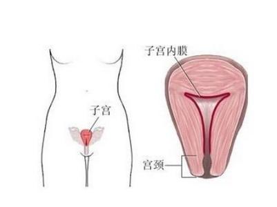 子宫内膜增厚的危害 子宫内膜厚度多少正常