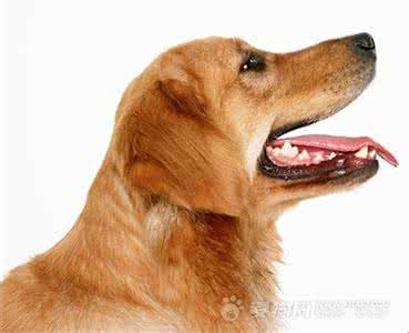 口腔常见疾病 七种常见狗狗牙齿口腔疾病