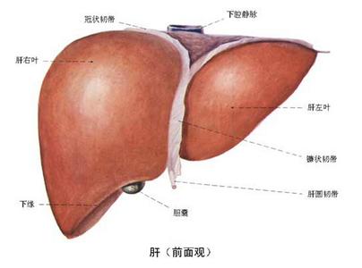 肝脏最爱7大营养 对肝最好的7大营养