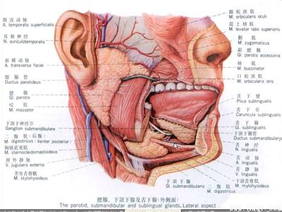 口腔解剖生理学 口腔生理解读
