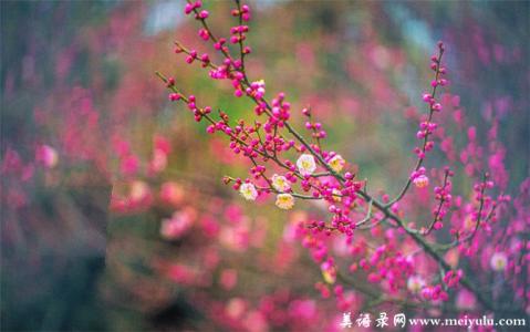 花开花落的红尘 陌上花开花落，红尘聚散离合