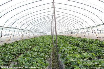 大棚丝瓜高效栽培技术 大棚萝卜、丝瓜、莴苣高效栽培