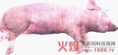 动物疫病防控技术要点 引起猪发烧七种疫病的防控措施