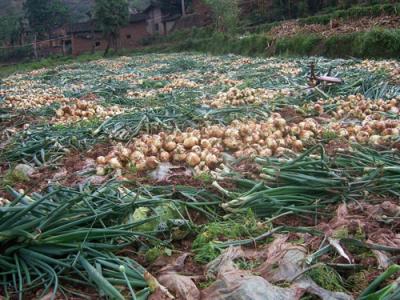 南瓜露地栽培技术 露地洋葱栽培技术